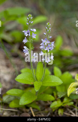 gemeinsamen Ehrenpreis, Veronica officinalis Stockfoto