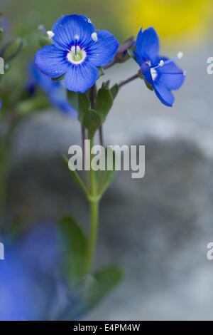 Felsen-Ehrenpreis, Veronica fruticans Stockfoto