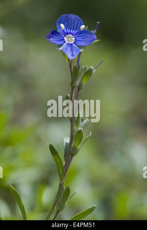 Felsen-Ehrenpreis, Veronica fruticans Stockfoto