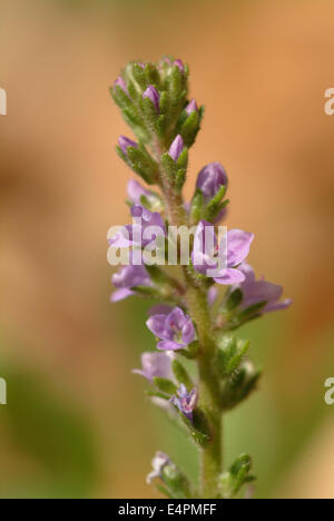 gemeinsamen Ehrenpreis, Veronica officinalis Stockfoto