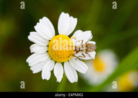 Fliege Auf Einer Blüte Stockfoto