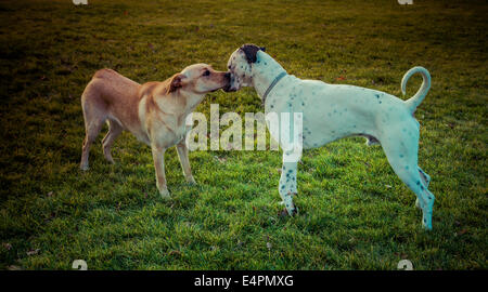Labrador Retriever und dalmatinischen kleben Stockfoto