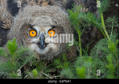 junge eurasische Adler-Eule, Bubo Bubo, Deutschland Stockfoto