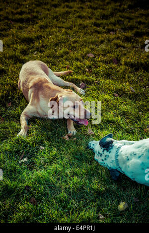 Labrador Retriever und dalmatinischen Verklebung auf einem park Stockfoto
