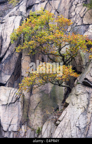 Blick vom Hexentanzplatz Bode Tal (Bodetal), Landkreis Harz, Harz, Sachsen-Anhalt, Deutschland Stockfoto