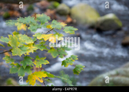 im Hinblick auf bode Tal (Bodetal), Landkreis Harz, Harz, Sachsen-Anhalt, Deutschland Stockfoto