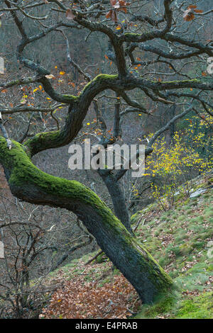 Blick vom Hexentanzplatz Bode Tal (Bodetal), Landkreis Harz, Harz, Sachsen-Anhalt, Deutschland Stockfoto