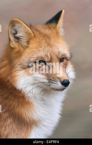 Rotfuchs Vulpes Vulpes, Landkreis Vechta, Niedersachsen (Niedersachsen), Deutschland Stockfoto