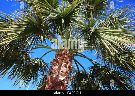 Niedrigen Winkel Blick auf Palm verlässt eine Palme des Nahen Ostens Stockfoto