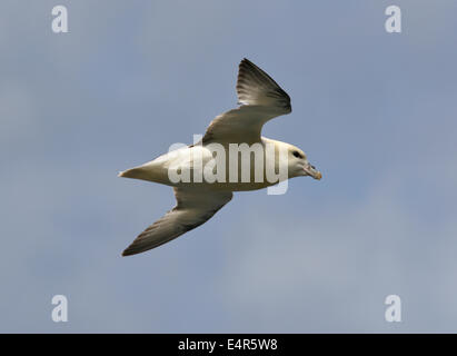 Fulmar Fulmarus Cyclopoida Stockfoto