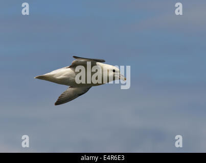 Fulmar Fulmarus Cyclopoida Stockfoto