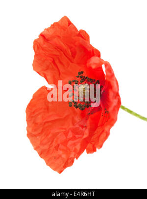 Long-headed Poppy isoliert auf weißem Hintergrund Stockfoto