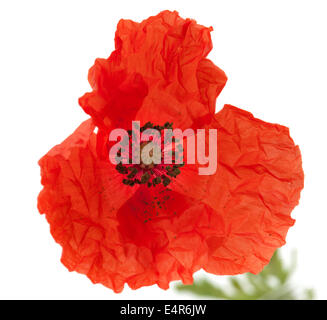 Long-headed Poppy isoliert auf weißem Hintergrund Stockfoto