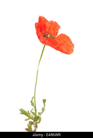 Lange Leitung Mohn auf weißem Hintergrund Stockfoto