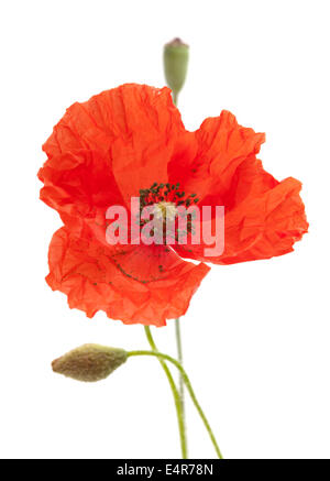 Long-headed Poppy isoliert auf weißem Hintergrund Stockfoto