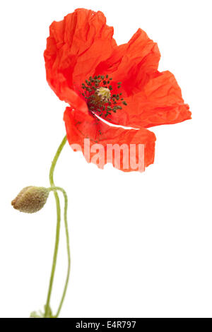 Long-headed Poppy isoliert auf weißem Hintergrund Stockfoto