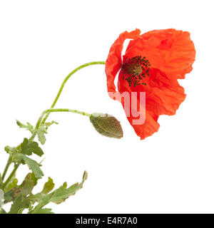 Long-headed Poppy isoliert auf weißem Hintergrund Stockfoto