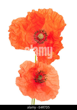 Long-headed Poppy isoliert auf weißem Hintergrund Stockfoto