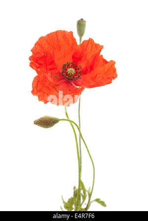 Long-headed Poppy isoliert auf weißem Hintergrund Stockfoto