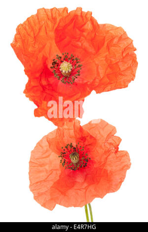 Long-headed Poppy isoliert auf weißem Hintergrund Stockfoto