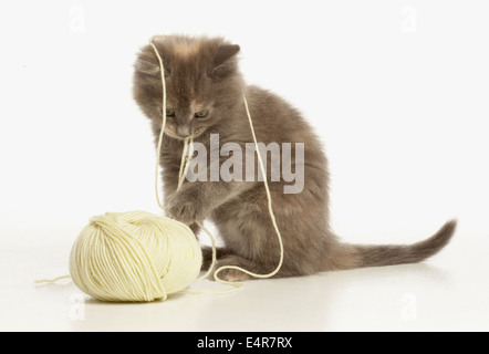 Kätzchen mit Wollknäuel spielen Stockfoto