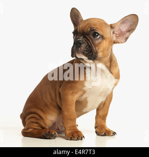 Französische Bulldogge Welpen Stockfoto