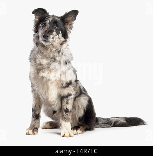 Deutscher Schäferhund Border Collie Kreuz, 4-Monate-alten Stockfoto