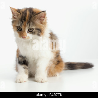 Schildpatt Tricolor Kätzchen, 10 Wochen alten Stockfoto