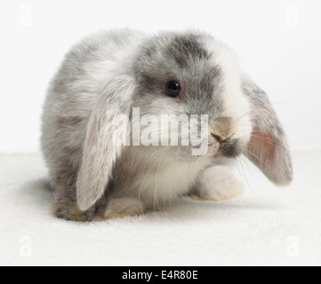 Junge Zwerg Lop Kaninchen, 4 Wochen altes Baby Stockfoto