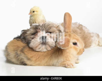 Junge Zwerg Lop Kaninchen, Shih Tzu Welpen und Küken ruht zusammen Stockfoto