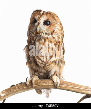 Waldkauz (Strix Aluco), junge Stockfoto