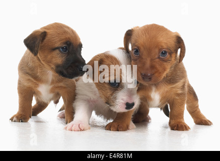 Jack-Russell-Lakeland Terrier Kreuz, Welpen, 5 Wochen altes Baby Stockfoto