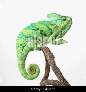 Jemen Chamäleon, verschleierte Chamäleon (Chamaeleo Calyptratus) Stockfoto