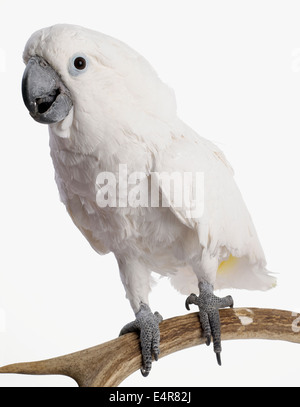 White Cockatoo, Dach Kakadu (Cacatua Alba), 3-Year-Old weiblich Stockfoto