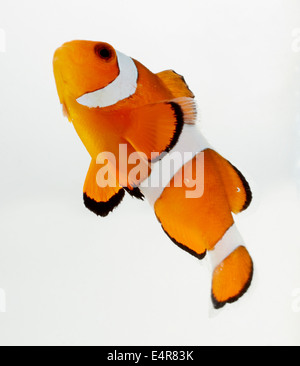 Ocellaris Clownfish, gemeinsame Clownfische (Amphiprion Ocellaris), Clown-Fisch Stockfoto