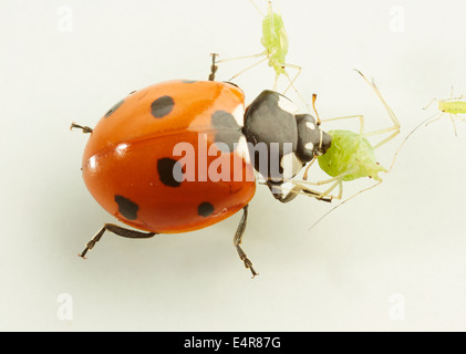 Sieben-Punkt-Marienkäfer (Coccinella Septempunctata) töten und Essen Blattläuse Stockfoto