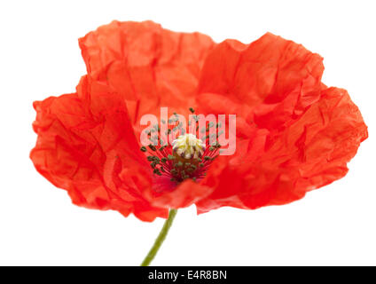 Long-headed Poppy isoliert auf weißem Hintergrund Stockfoto