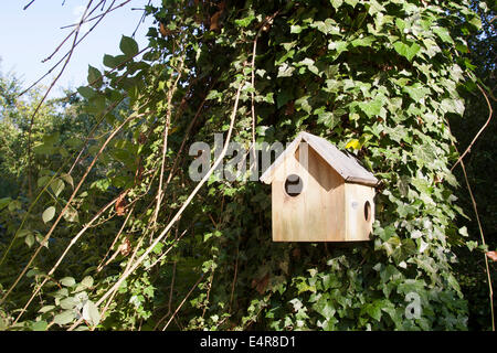 Eichhörnchen, eurasische Eichhörnchen, Nistkasten, Nistkasten, Eichhörnchen im Nistkasten, Sciurus Vulgaris, Écureuil d Stockfoto