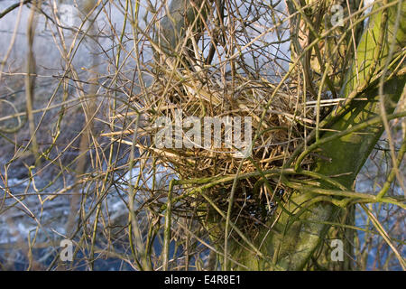 Eichhörnchen, eurasische Eichhörnchen, Eichhörnchen, Nest, Drey, Blockwagen, Eichhörnchen, Kobel, Nest, Sciurus Vulgaris, Écureuil d Stockfoto