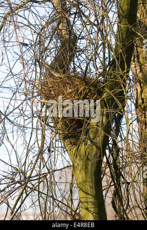 Eichhörnchen, eurasische Eichhörnchen, Eichhörnchen, Nest, Drey, Blockwagen, Eichhörnchen, Kobel, Nest, Sciurus Vulgaris, Écureuil d Stockfoto