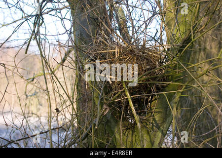 Eichhörnchen, eurasische Eichhörnchen, Eichhörnchen, Nest, Drey, Blockwagen, Eichhörnchen, Kobel, Nest, Sciurus Vulgaris, Écureuil d Stockfoto