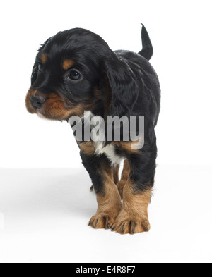 Spaniel Welpen, 4 Wochen altes Baby Stockfoto