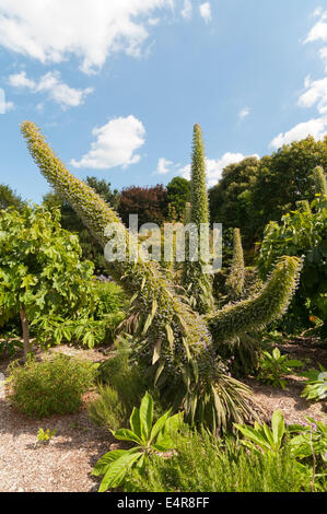 Kiefer-Echium (Echium Pininana) in Ventnor Botanic Garden auf der Isle Of Wight. Stockfoto
