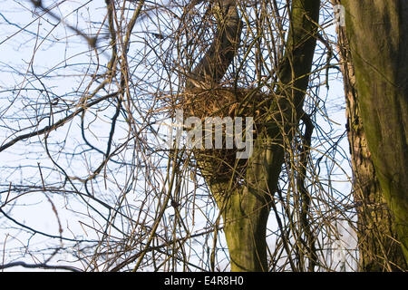 Eichhörnchen, eurasische Eichhörnchen, Eichhörnchen, Nest, Drey, Blockwagen, Eichhörnchen, Kobel, Nest, Sciurus Vulgaris, Écureuil d Stockfoto