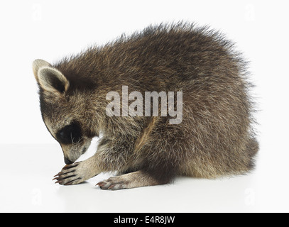 Waschbär (Procyon Lotor), 14 Wochen altes Baby männlich Stockfoto