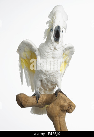 White Cockatoo, Dach Kakadu (Cacatua Alba), 3-Year-Old weiblich Stockfoto