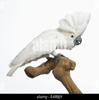 White Cockatoo, Dach Kakadu (Cacatua Alba), 3-Year-Old weiblich Stockfoto