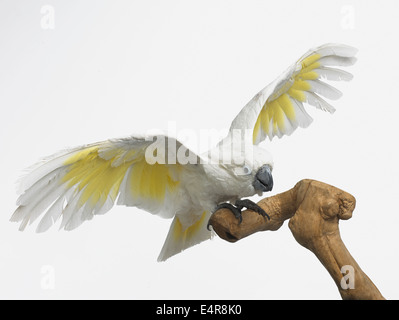 White Cockatoo, Dach Kakadu (Cacatua Alba), 3-Year-Old weiblich Stockfoto
