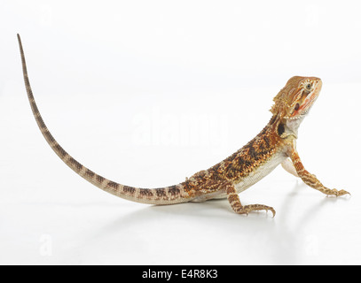 Bartagame (Pogona sp.) Stockfoto