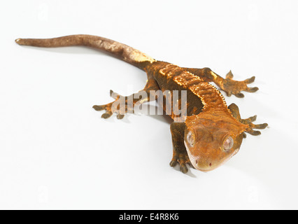 Crested Gecko (Correlophus Ciliatus), Harlekin Färbung Stockfoto